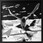 58ºphoenix_card