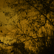 Pond_song_card