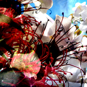 Img24_card