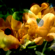 Img17_card