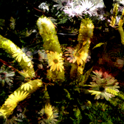 Img13_card