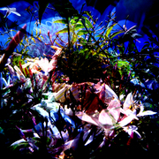 Img12_card