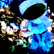Img11_card