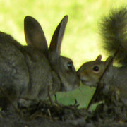 Kissin_squirril_card