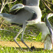 Dscn6373_card