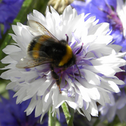 Bee_purple_card