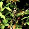 Dragon_fly_thumb