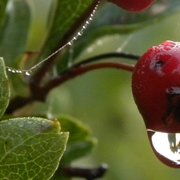 Berry_drip_2_card