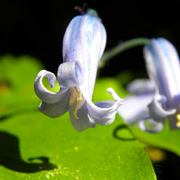 Blu_bell_card