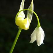 Wild_garlic_card