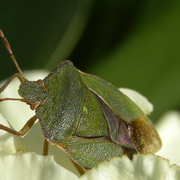 Insect_card