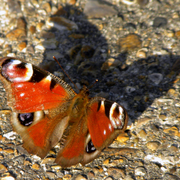 Buttr_fly_shadow_card