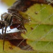 Spider_dew_card
