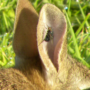 Rabit_fly_card