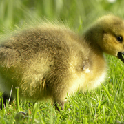 Baby_duck_card