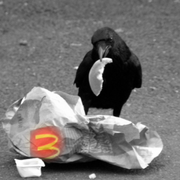 Crow_big_mac_card