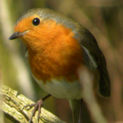 Robin_card