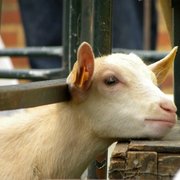 Happy_goat_card