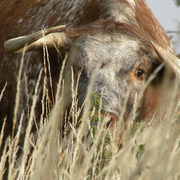 Bull_card
