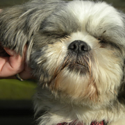 Dog_scratch_card