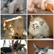 Cats_of_marrakech_card