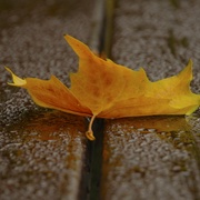 Autumn_leaf_card