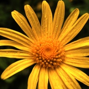 Margerita_card
