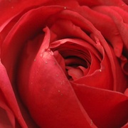 Rose1_card