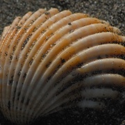 Shell_card