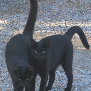 Two_black_cats_card