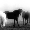 Horses_in_the_mist_thumb
