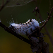 Caterpillar_days_card