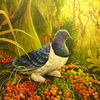 Kereru_002_thumb