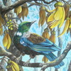 Kereru_036_thumb
