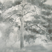 2007-pine-gris3mb_card