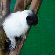 Monkey_card