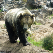 Bear2_card