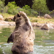 Bear3_card