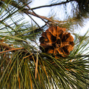 Pinecone_and_tree_card
