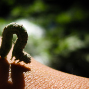 Caterpillar_card