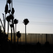 Black_plants_card