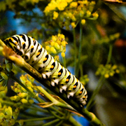 Prebutterfly_card