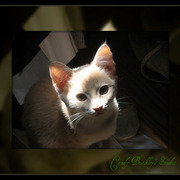 025a_card