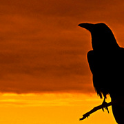 Raven_card