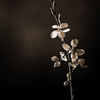 Flower_in_sepia_thumb