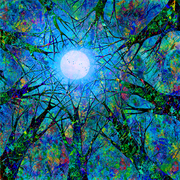Trees_against_sommersky__web2_card
