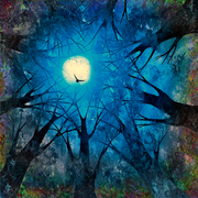 Trees_sky__of__fall2_web_card