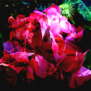 Img21_card