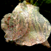 Img22_card