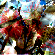 Img25_card